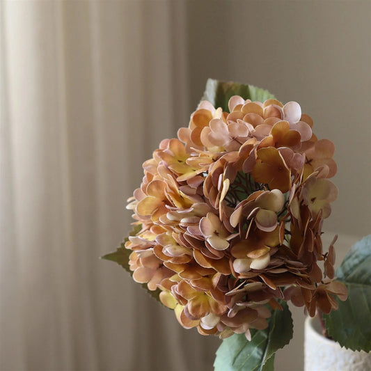 Orange hydrangea flower