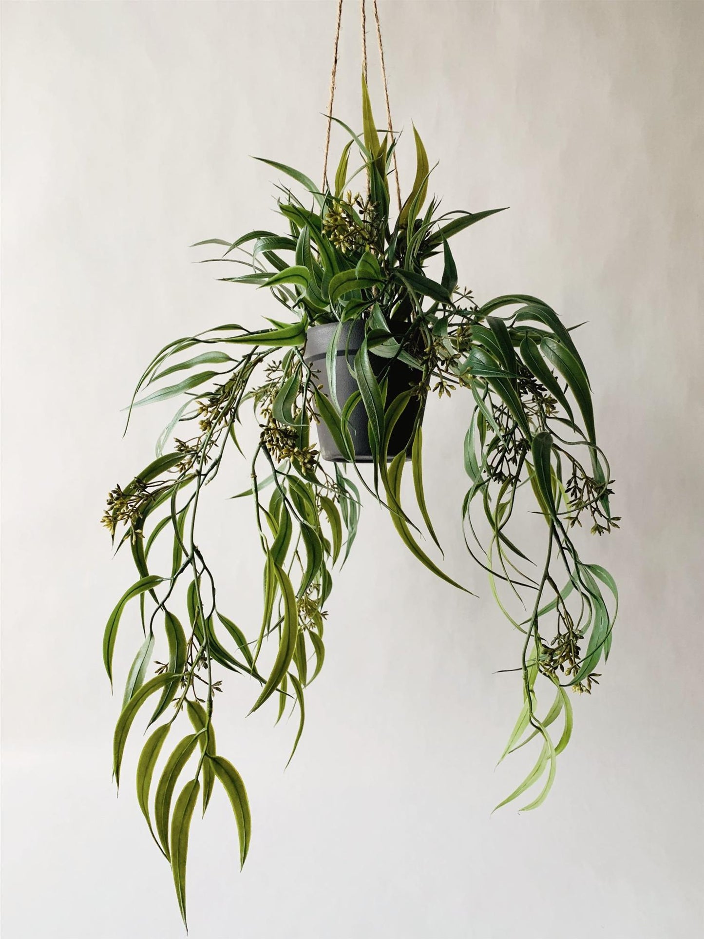 Hengeplante eucalyptus h 64 cm