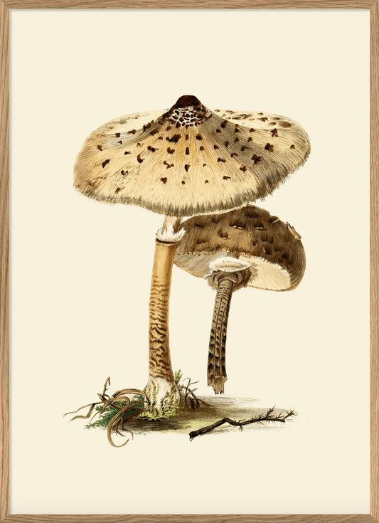 Fungi - 50x70 eikeramme