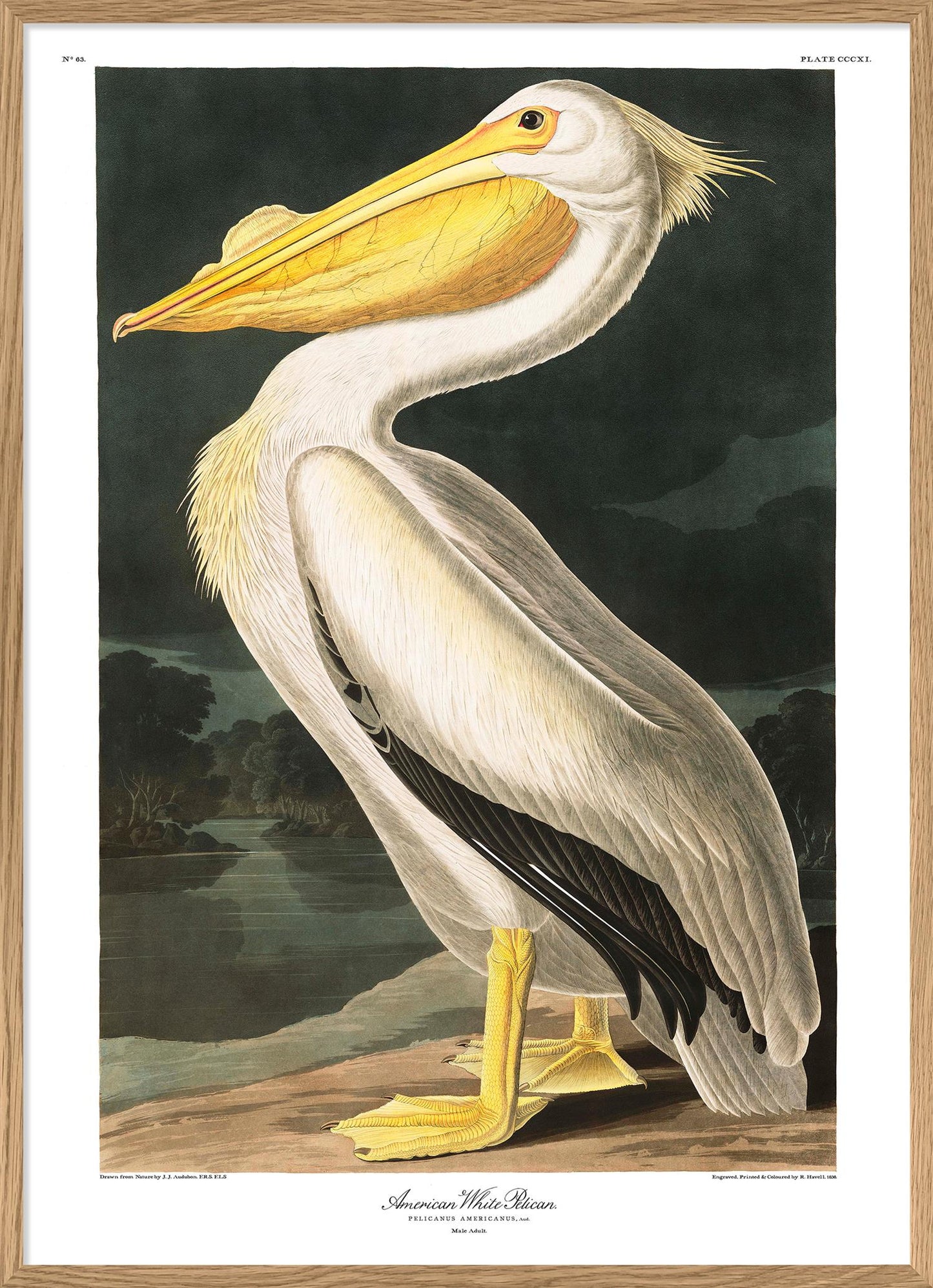 American White Pelican - 100x140 eikeramme