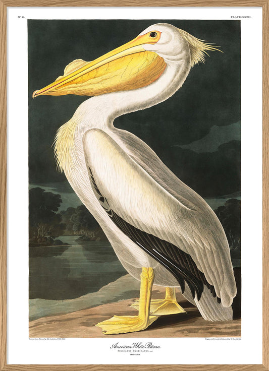 American White Pelican - 70x100 eikeramme