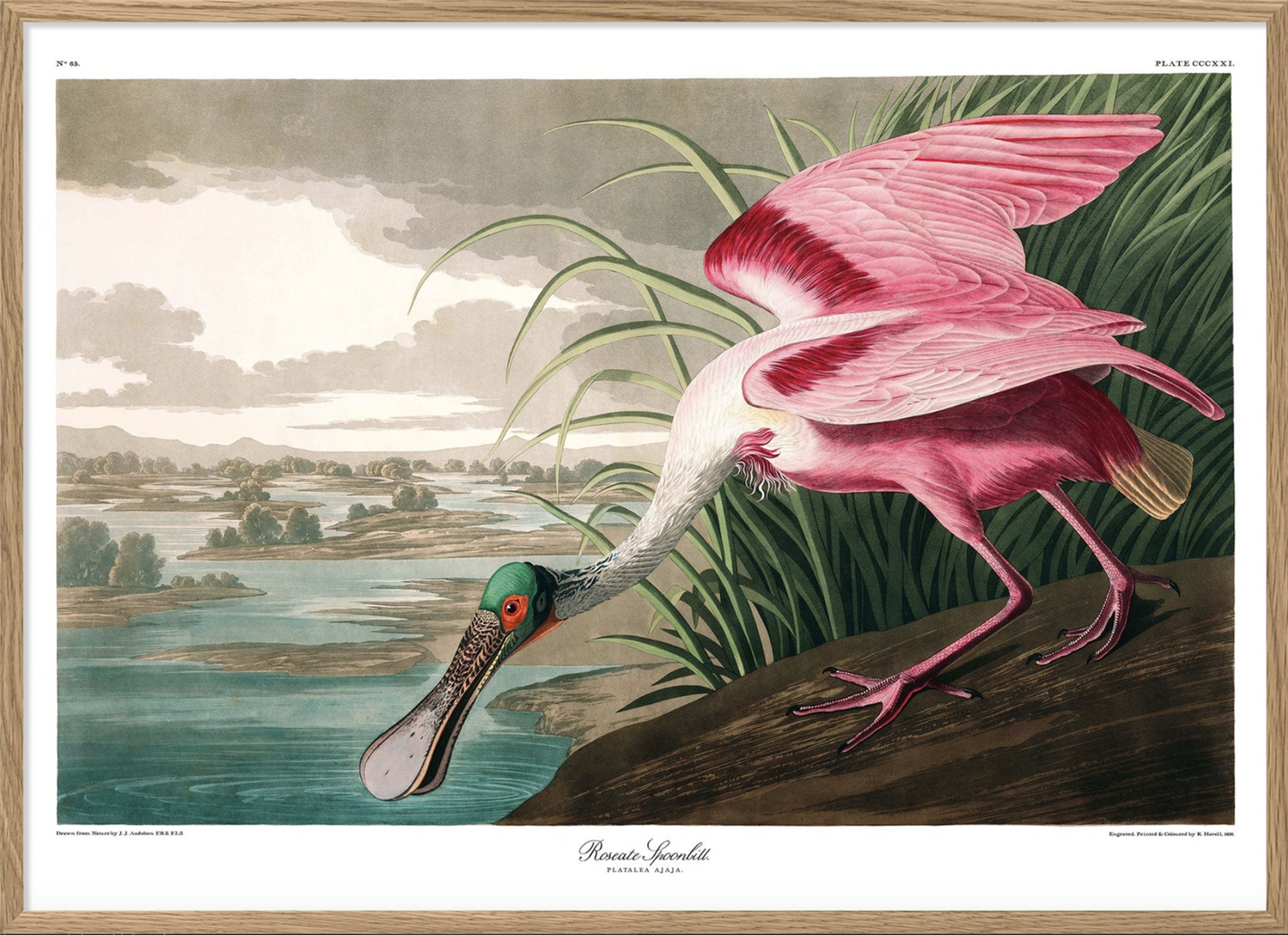 Roseate Spoonbill - 70x100 eikeramme