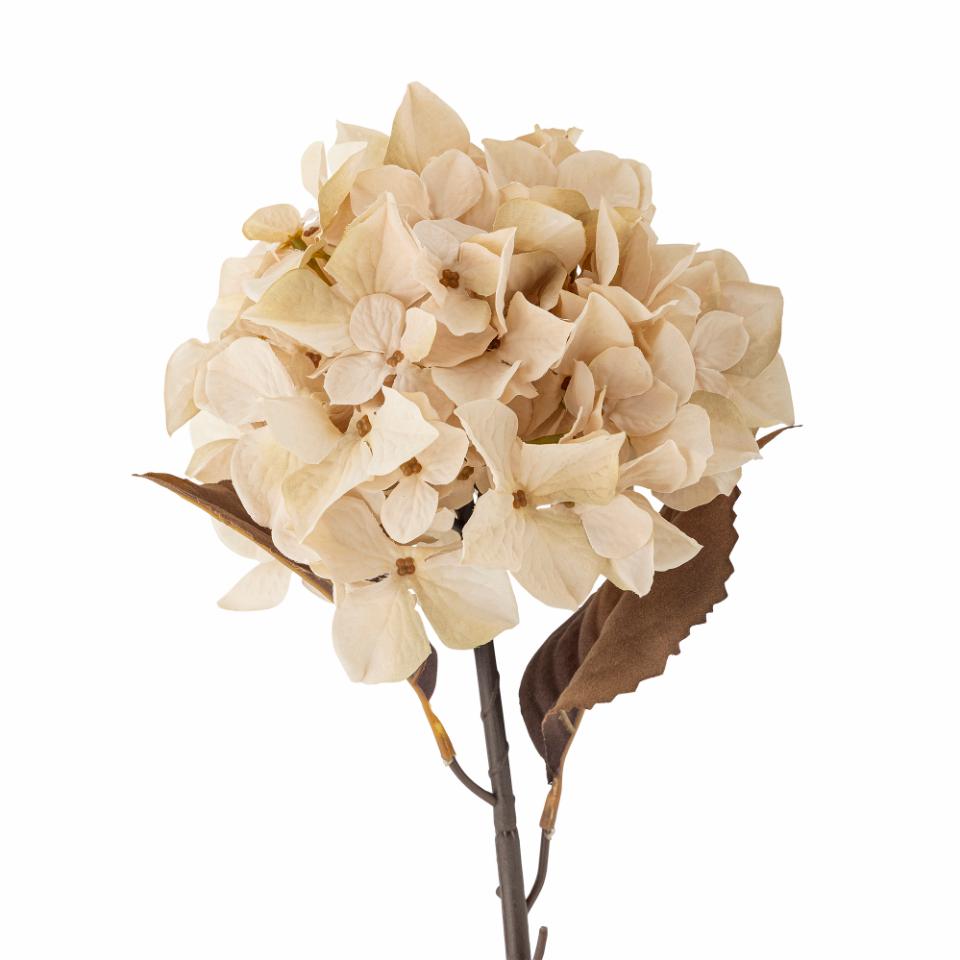 Hydrangea stilk, hvit