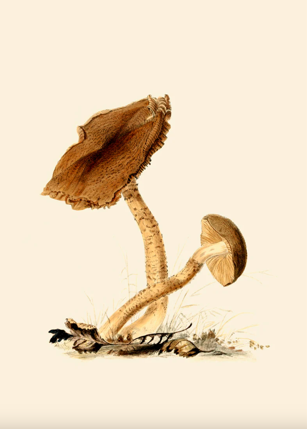 Fungi III 30x40, eikeramme