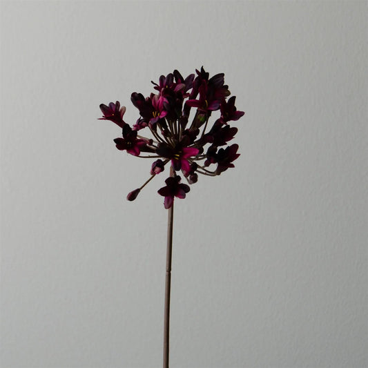 Dark red Agapanthus flower