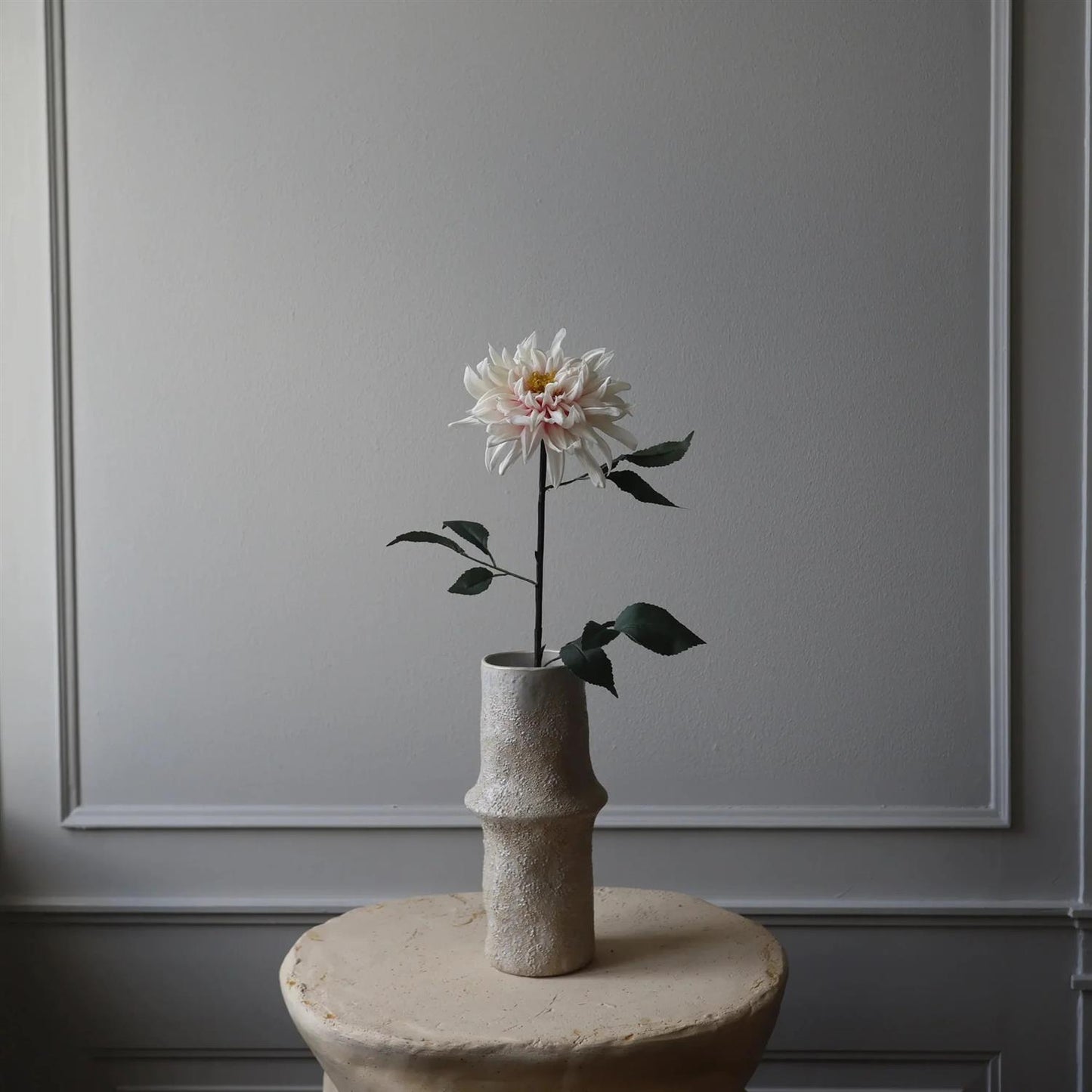 Light pink cactus Dahlia Flower
