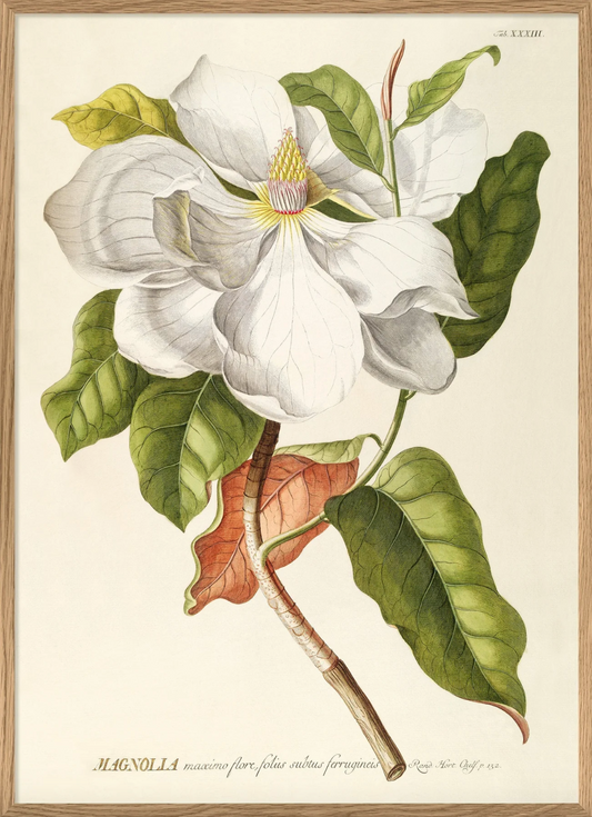 Magnolia