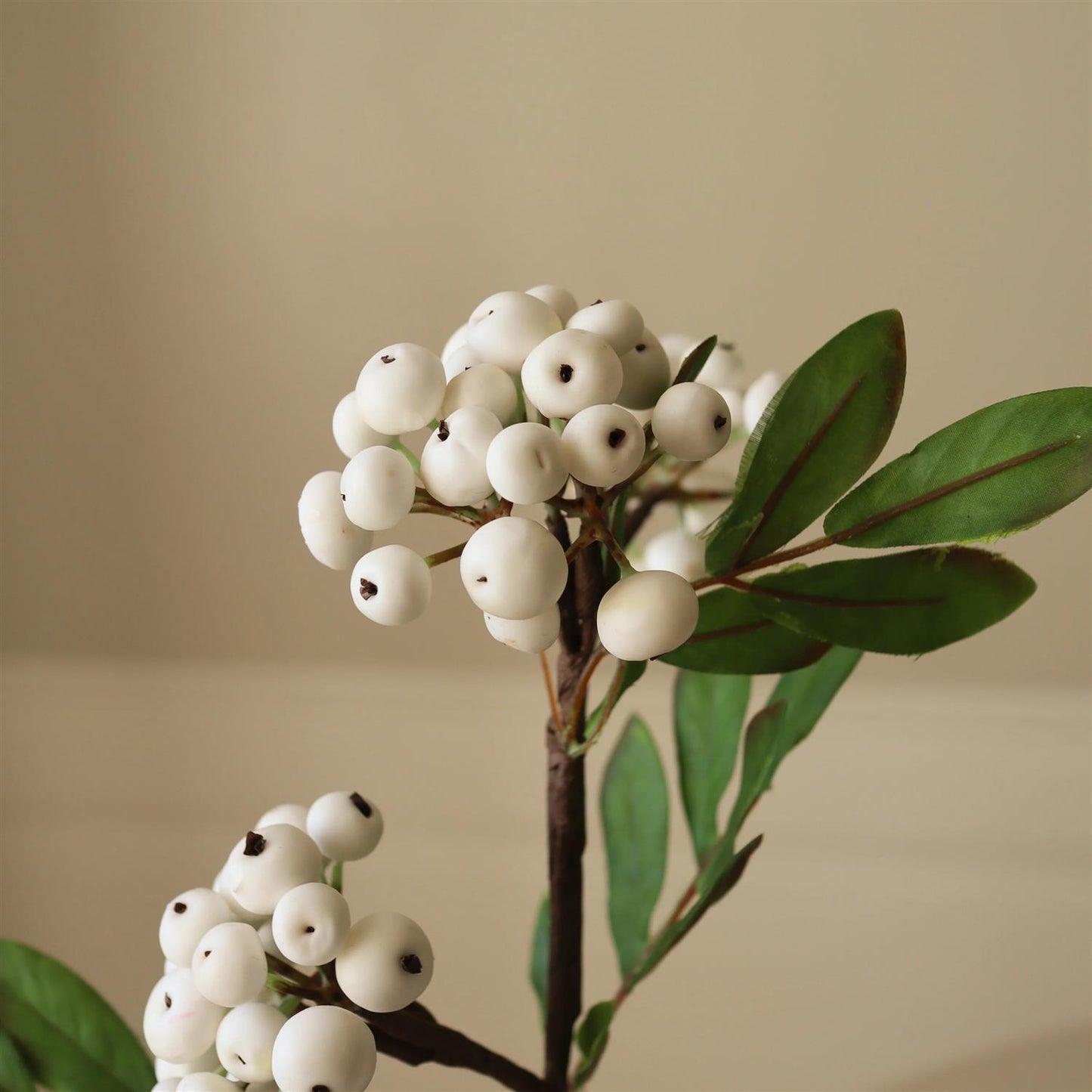 White small Snowberry Branch