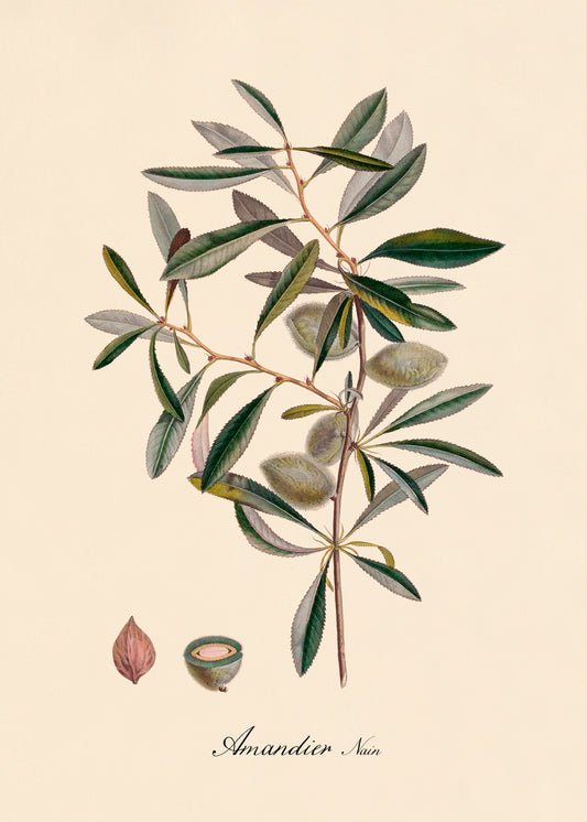 Amandier - 30x40 eikeramme