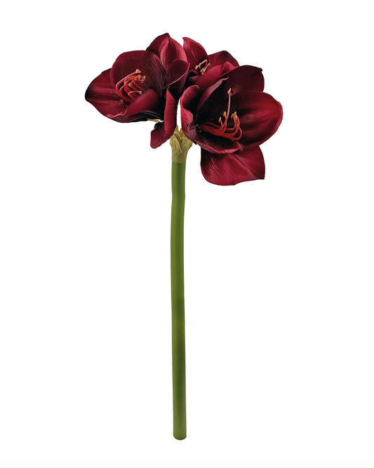 Amaryllis burgunder 65 cm