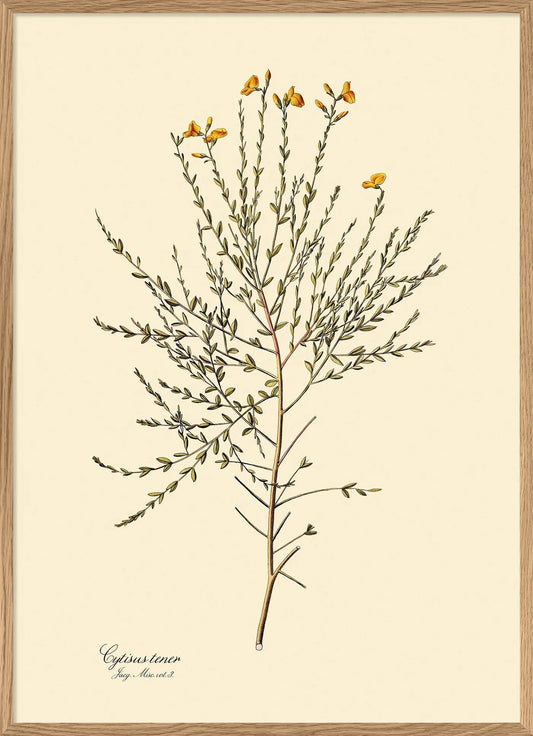 Cytisus Tener 30x40, eikeramme