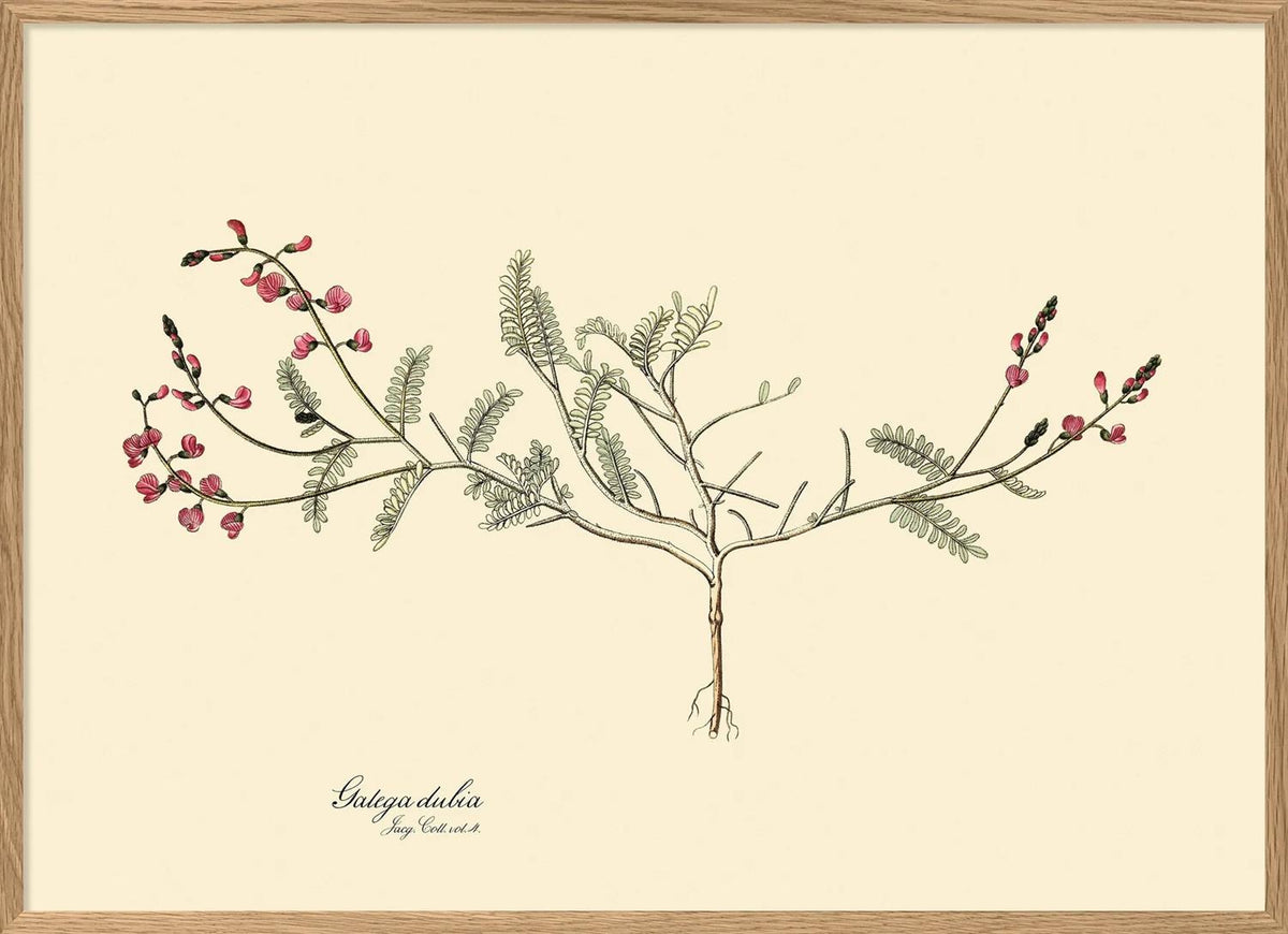 Galega Dubia - 50x70 eikeramme