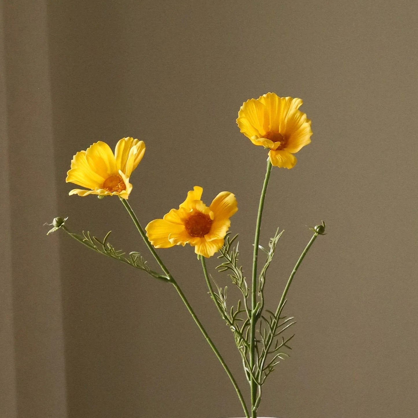 Yellow Cosmo daisy flower
