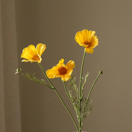 Yellow Cosmo daisy flower