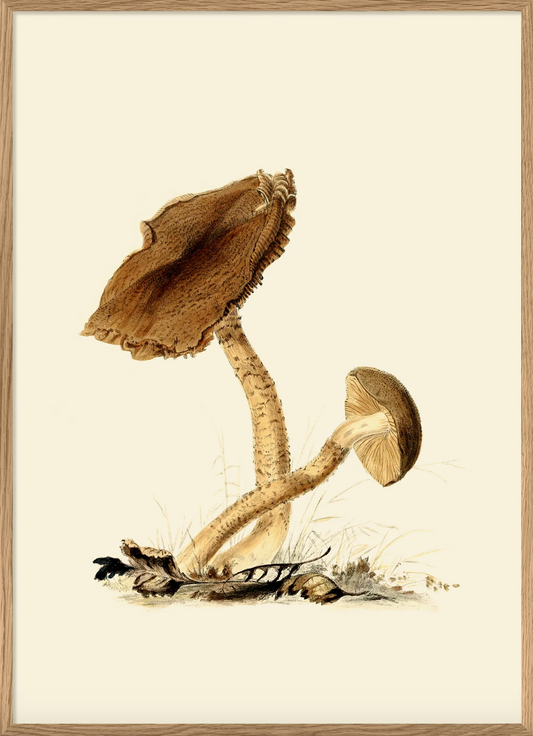 Fungi III 30x40, eikeramme