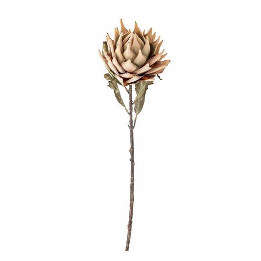 Protea stilk, natur