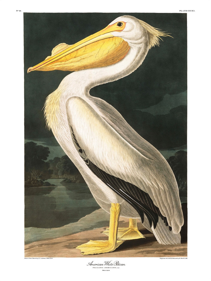 American White Pelican - 100x140 eikeramme