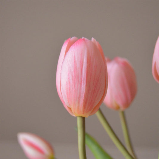 Light pink tulip 5stk