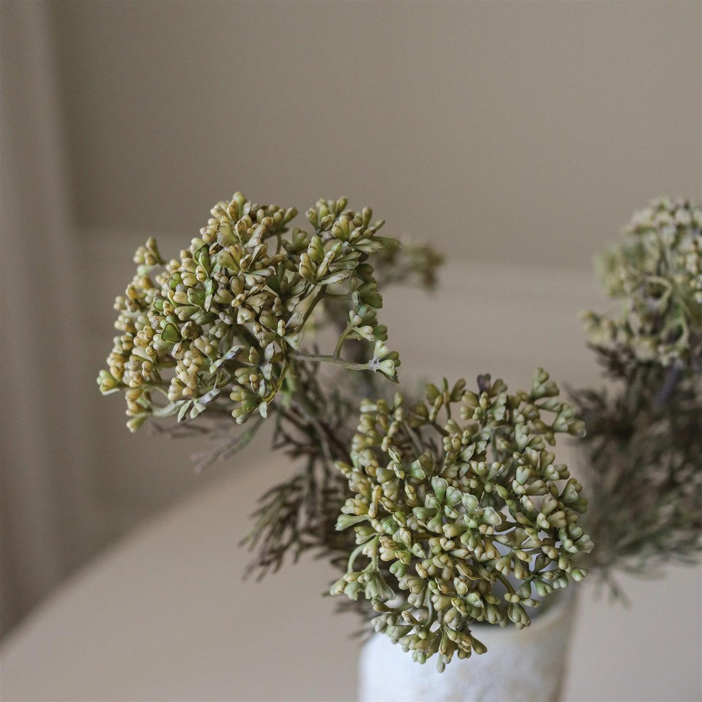 Dark green skimmia berry branch