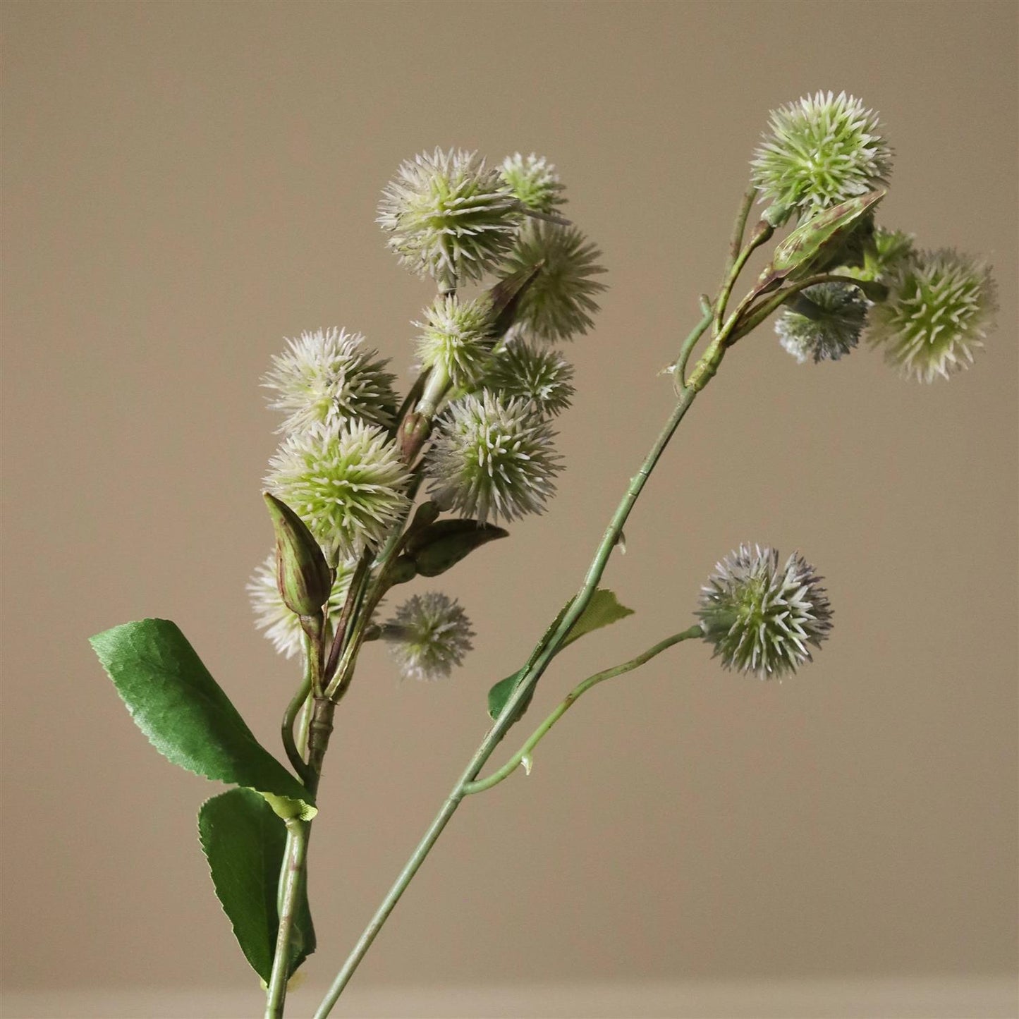 Green Echinops Ritro Thistle ball