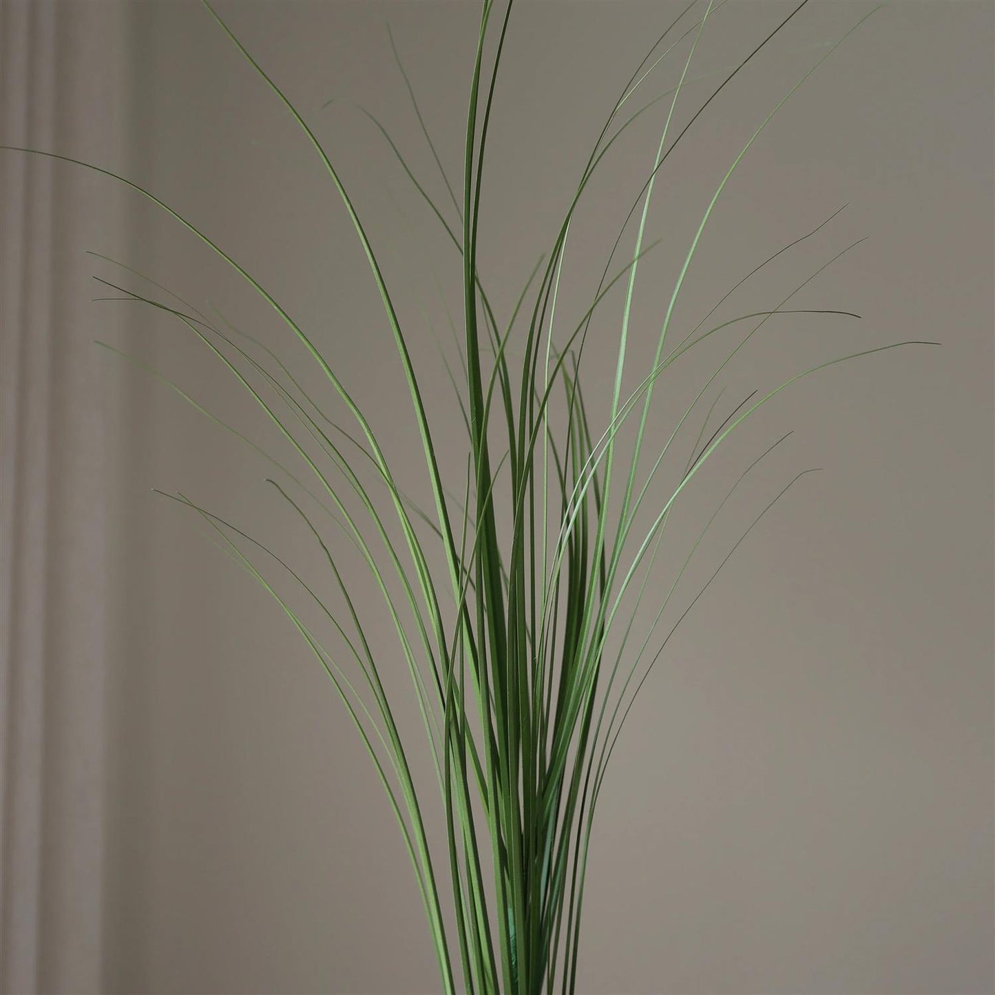 Green Ornamental grass