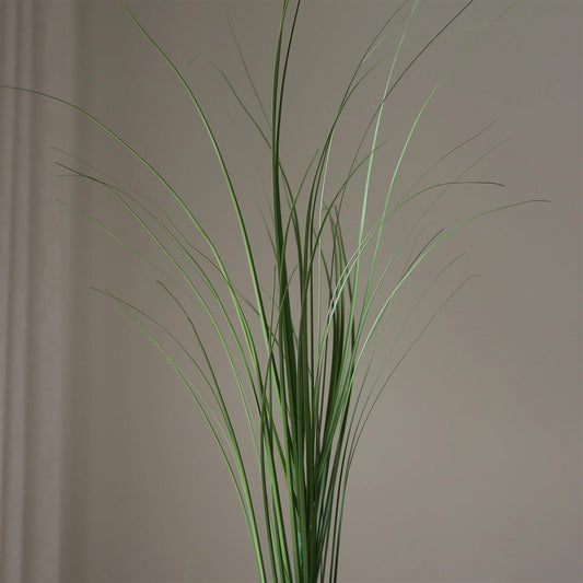 Green Ornamental grass