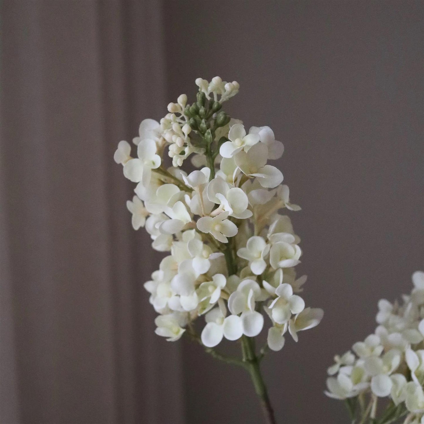 White lilac flower