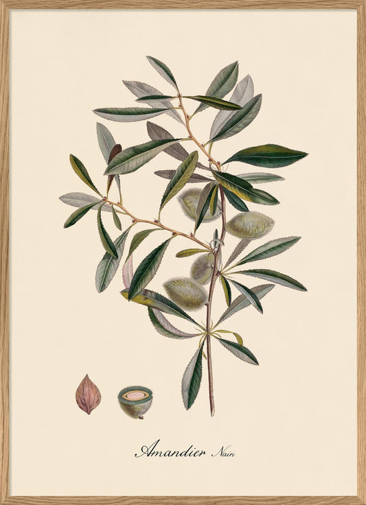 Amandier - 30x40 eikeramme
