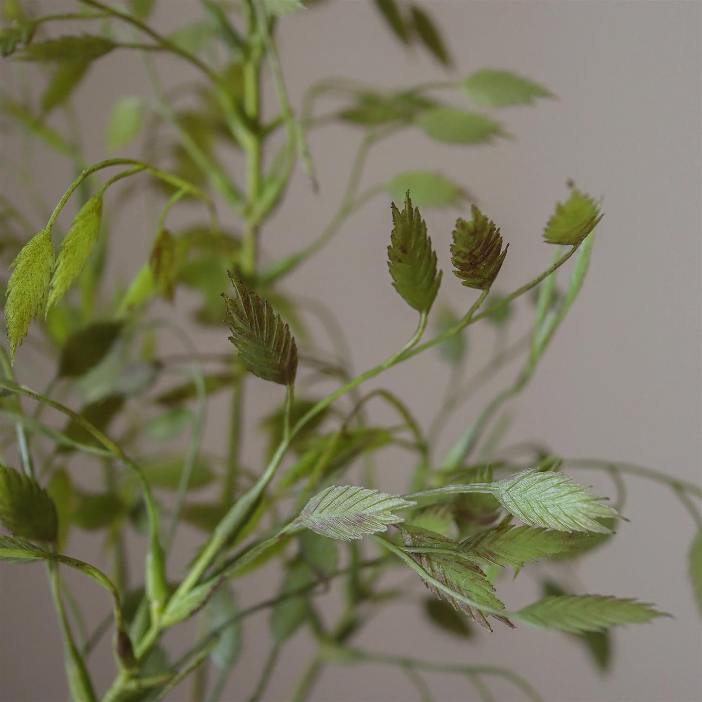 Green oat branch
