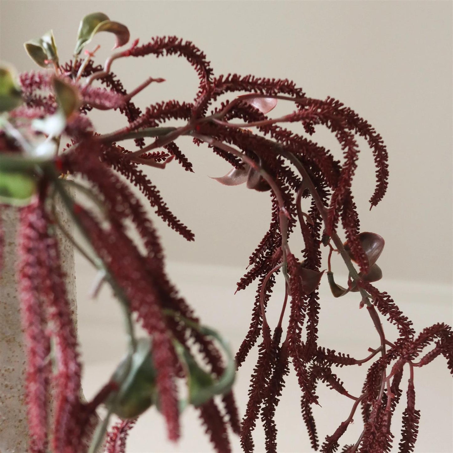Dark Red Amaranthus Cruenthus