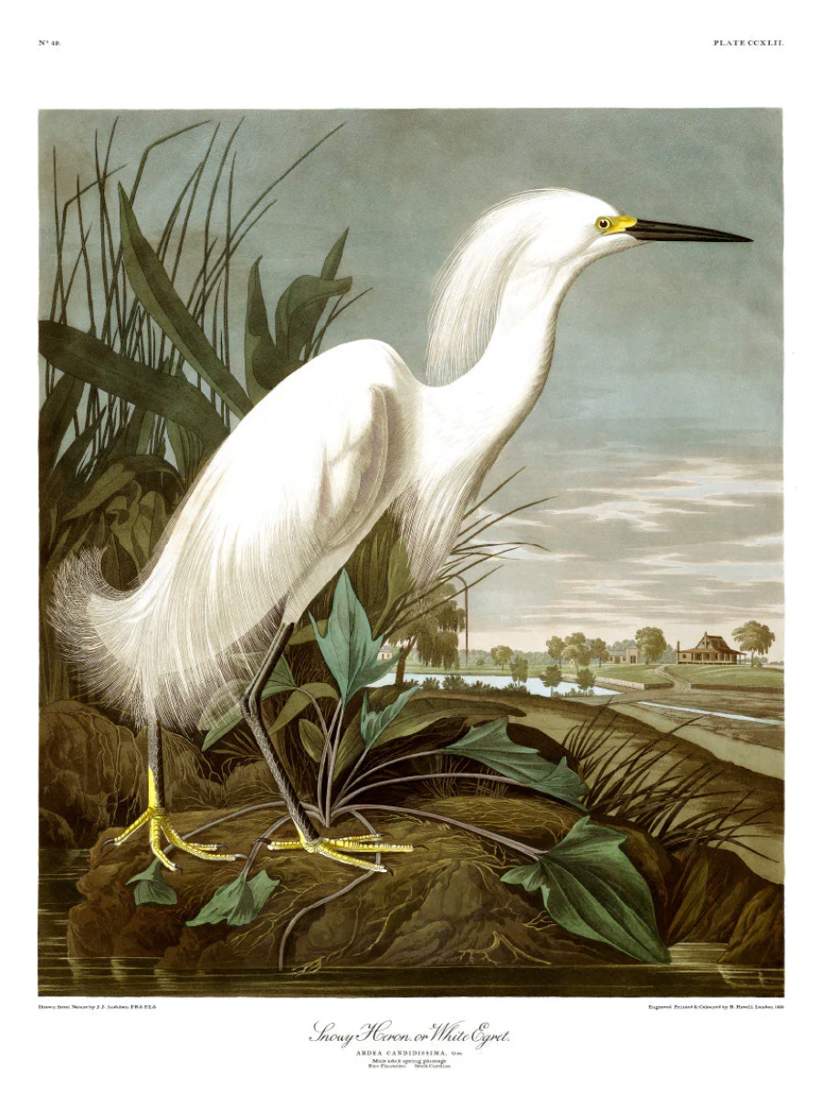 Snowy Heron - 50x70 eikeramme