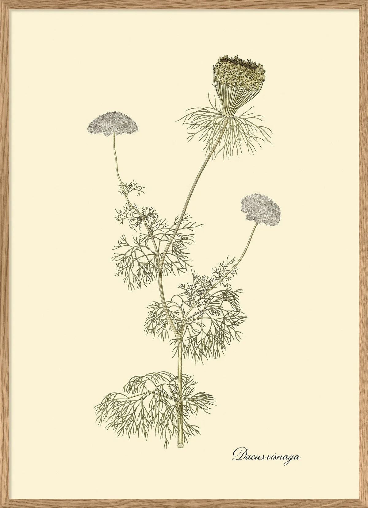 Dacusvisnaga - 30x40 eikeramme