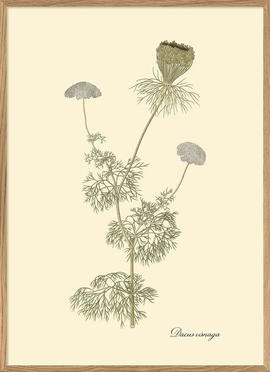 Dacusvisnaga - 30x40 eikeramme