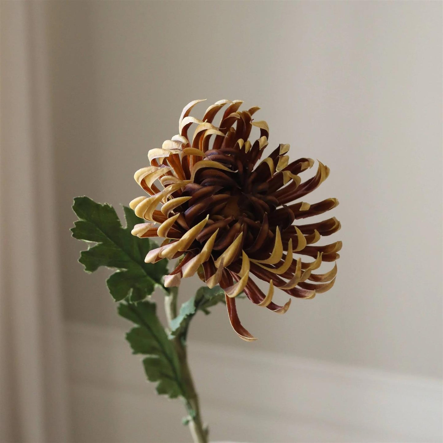 Brown semi-cactus Dahlia Flower