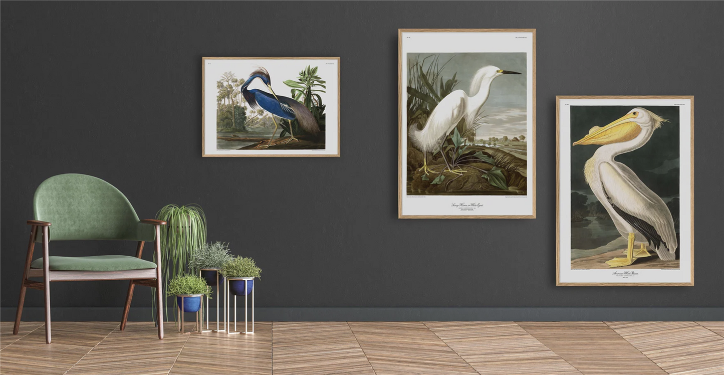 Snowy Heron - 50x70 eikeramme