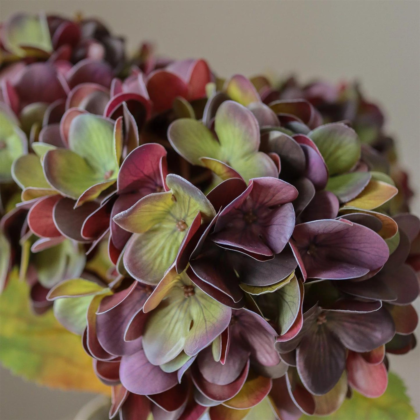 Muted purple hydrangea flower