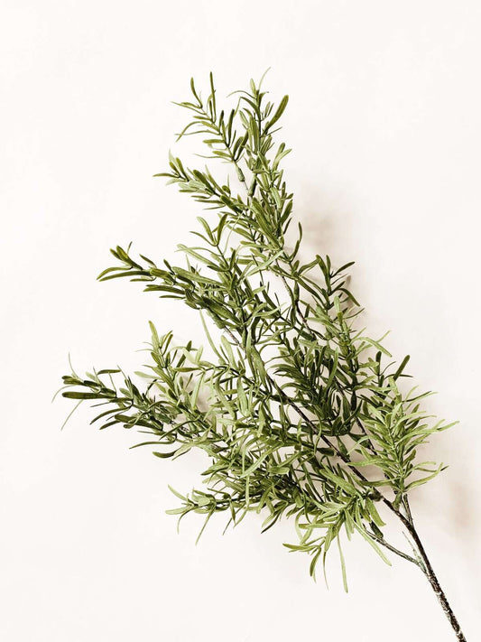 Rosmarinkvist 68 cm
