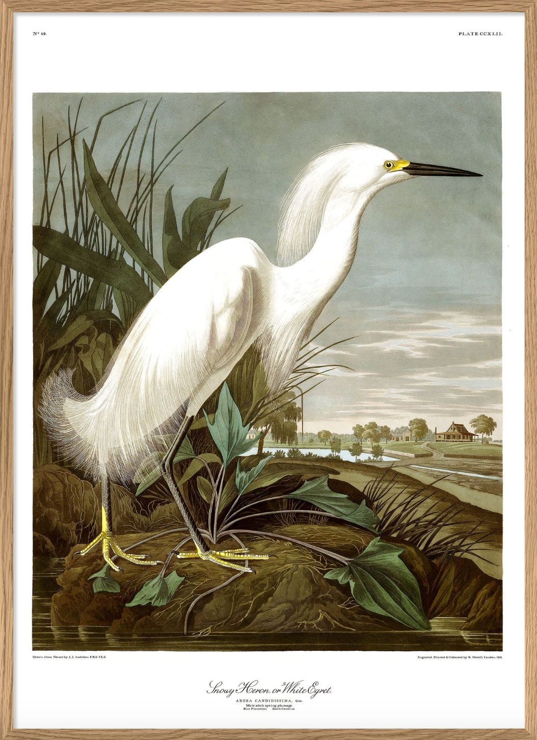 Snowy Heron - 50x70 eikeramme