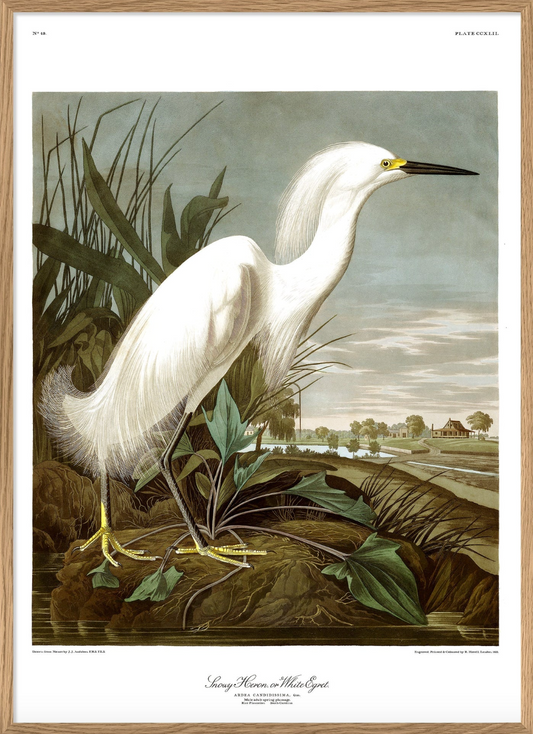 Snowy Heron - 50x70 eikeramme