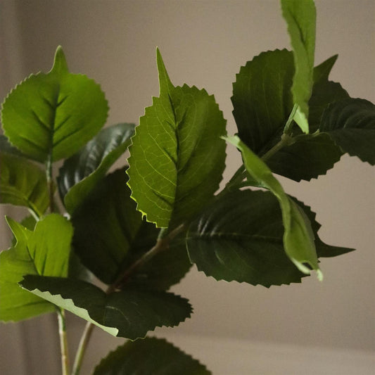Green Hydrangea leaves