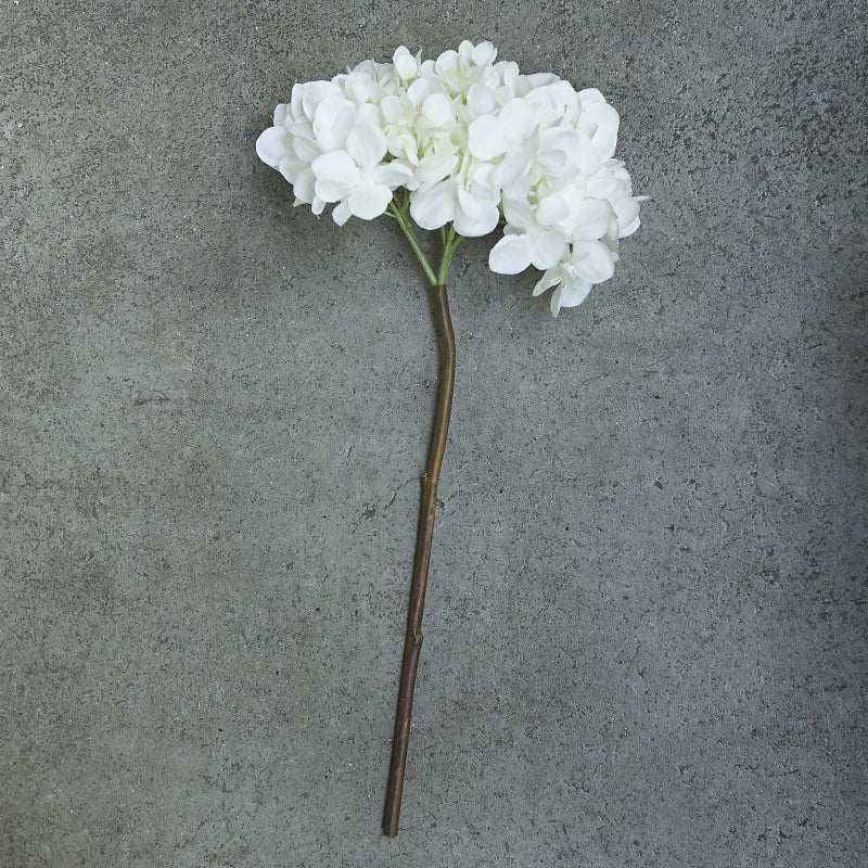 Hydrangea Blanc